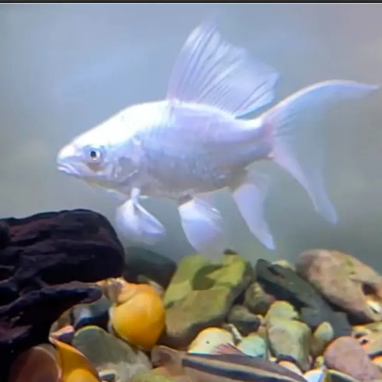 白色普身蝴蝶鲤台湾纯种贵妃宠物鱼大鳍大尾观赏鱼好养耐活冷水鱼