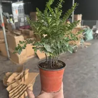 丛林小叶紫檀 盆景 盆栽 根系发达好养