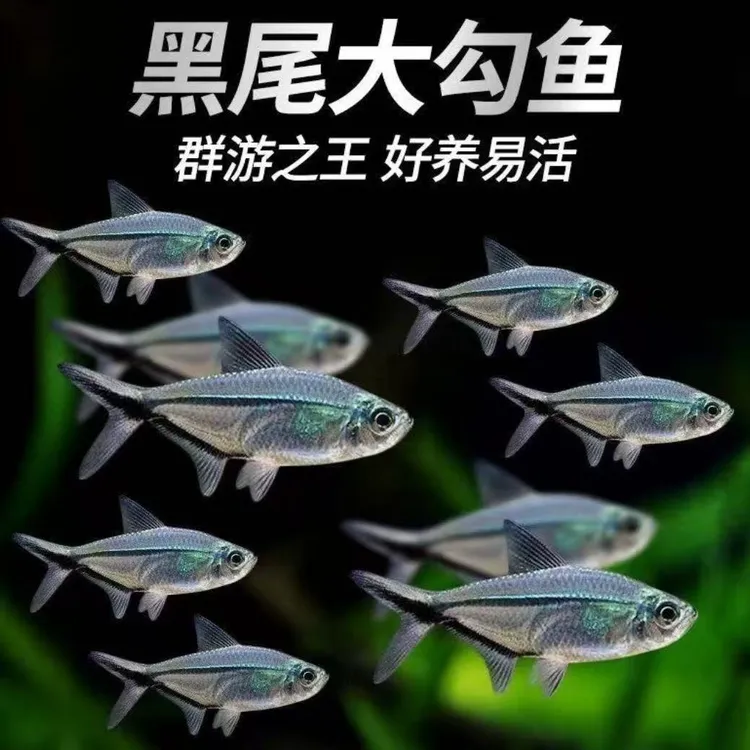 黑尾大勾小型热带群游鱼溪流南美都可以养皮实耐活