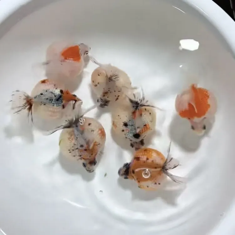 冷水观赏鱼小珍珠精品鎏金金鱼高背红白蝴蝶鲤淡水好养耐活宠物鱼