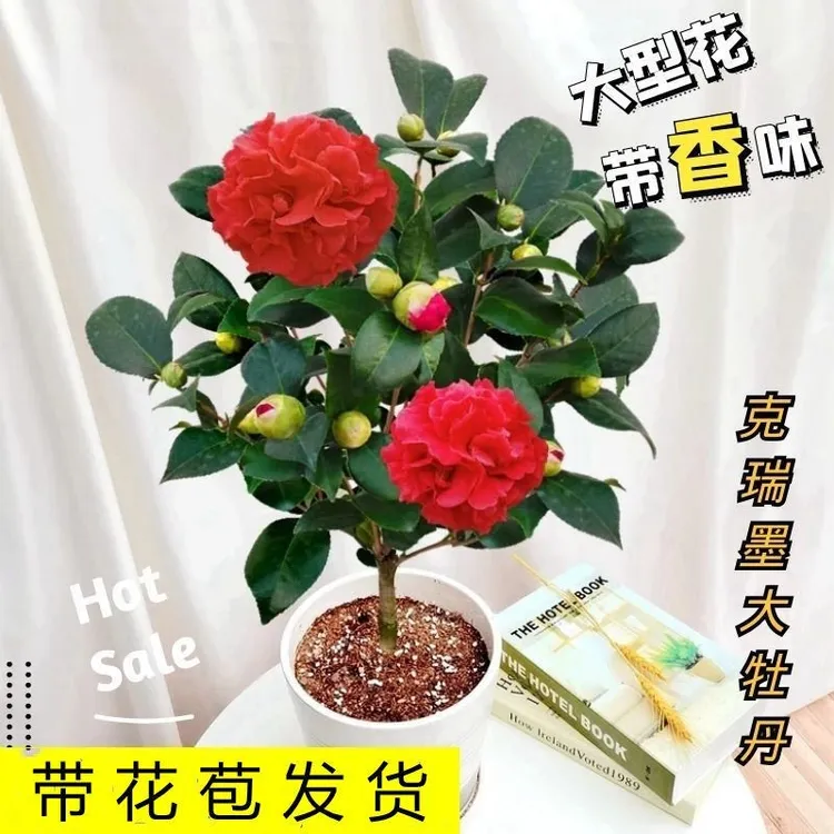 香妃山茶花树苗盆栽植物室内外四季好养阳台客厅庭院耐寒名贵茶花