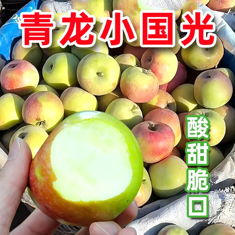 老式小国光秦皇岛青龙特产大果山坡地种植老品种儿时味道酸甜口感
