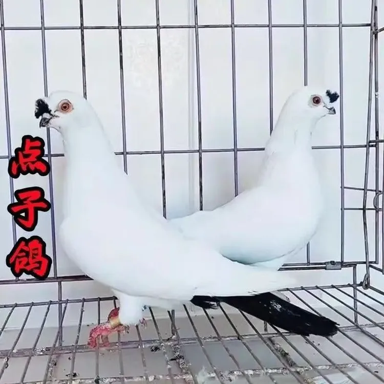 高飞点子观赏鸽高飞　种鸽下蛋点子鸽