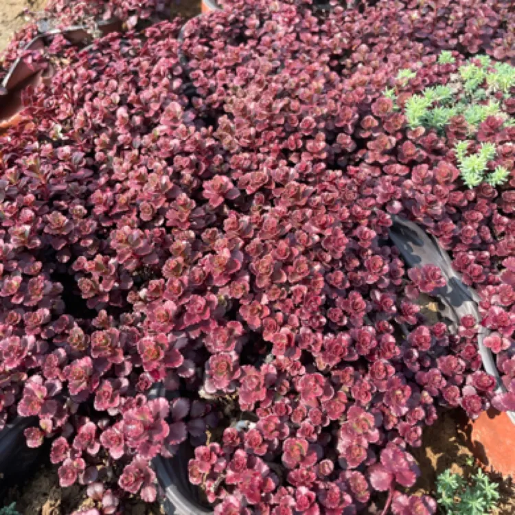 红景天小球玫瑰多肉植物花镜植物地被耐寒耐旱地栽盆栽庭院绿化