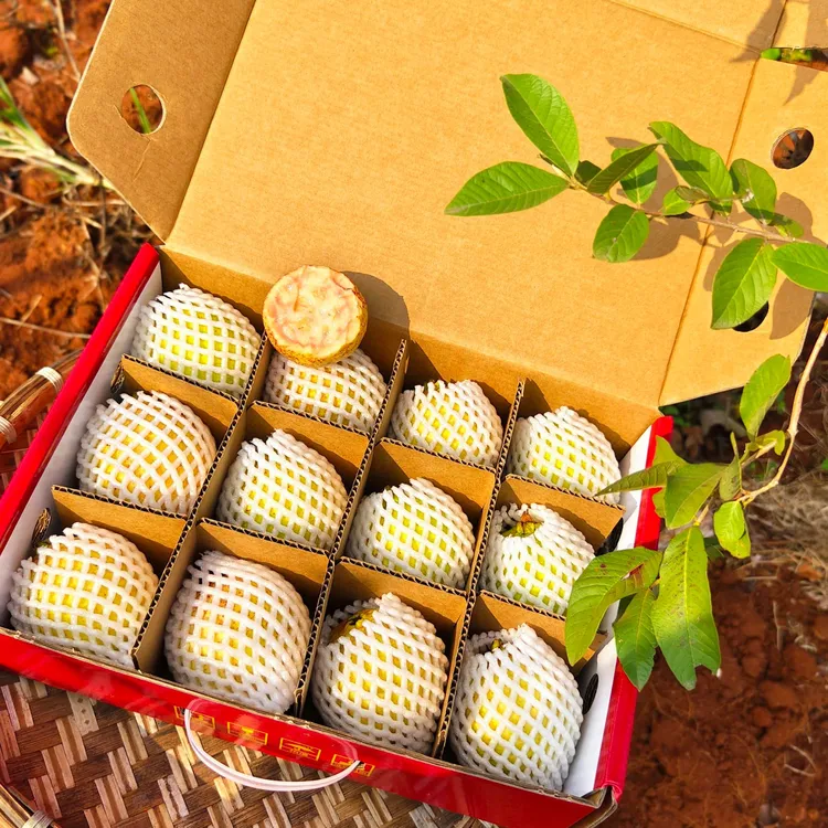 【空运树熟果】海南澄迈胭脂红番石榴软糯粉心芭乐冰淇淋孕妇水果