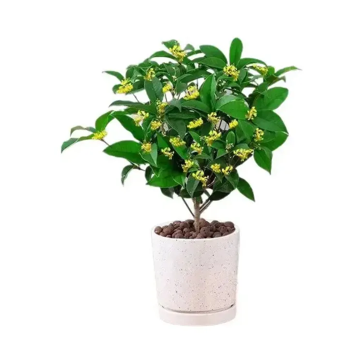 四季桂花树苗浓香型桂花盆栽金桂花苗好养花卉一站式用品创意花园