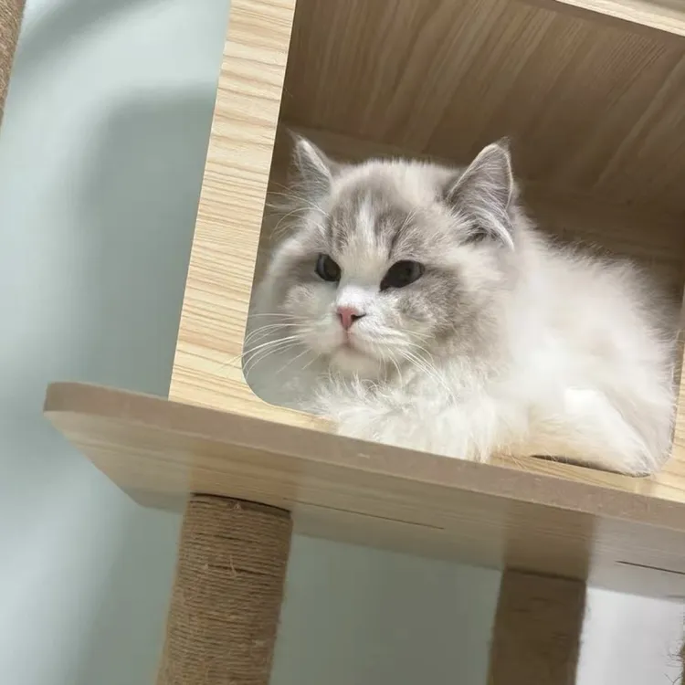 布偶猫宠物活体链接招财