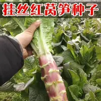AA皮薄挂丝红莴笋种子脆香红莴笋春夏四季播种阳台庭院蔬菜种子