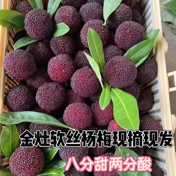 潮汕金灶本地软丝现摘杨梅 四斤装顺丰冷链次日达