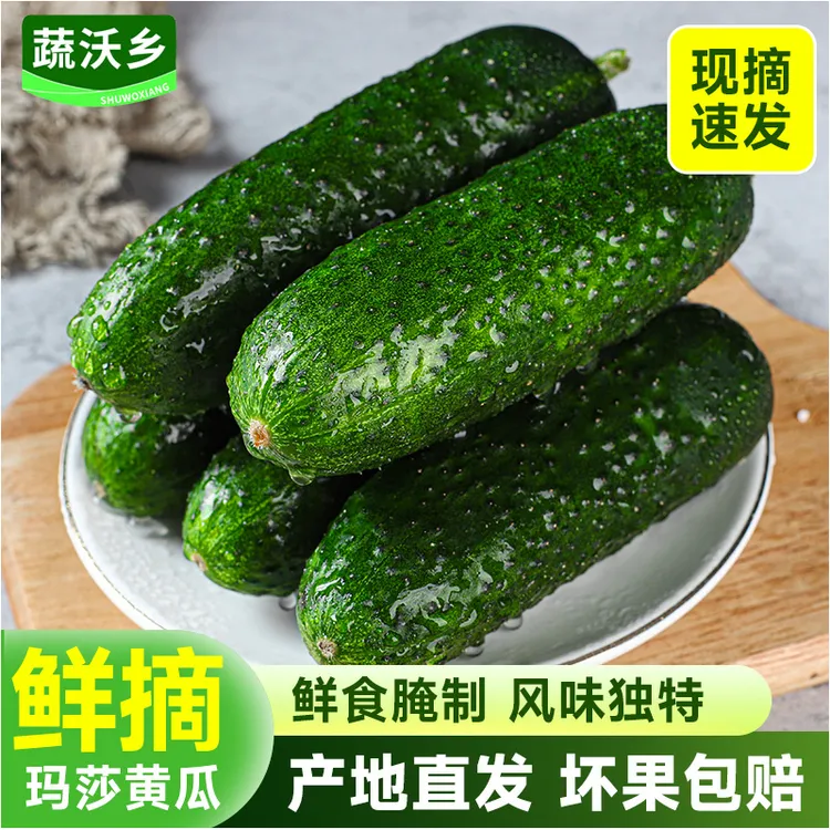 【新鲜玛莎】玛莎小黄瓜新鲜生吃当季现摘蔬菜酸黄瓜旱黄瓜现摘包邮