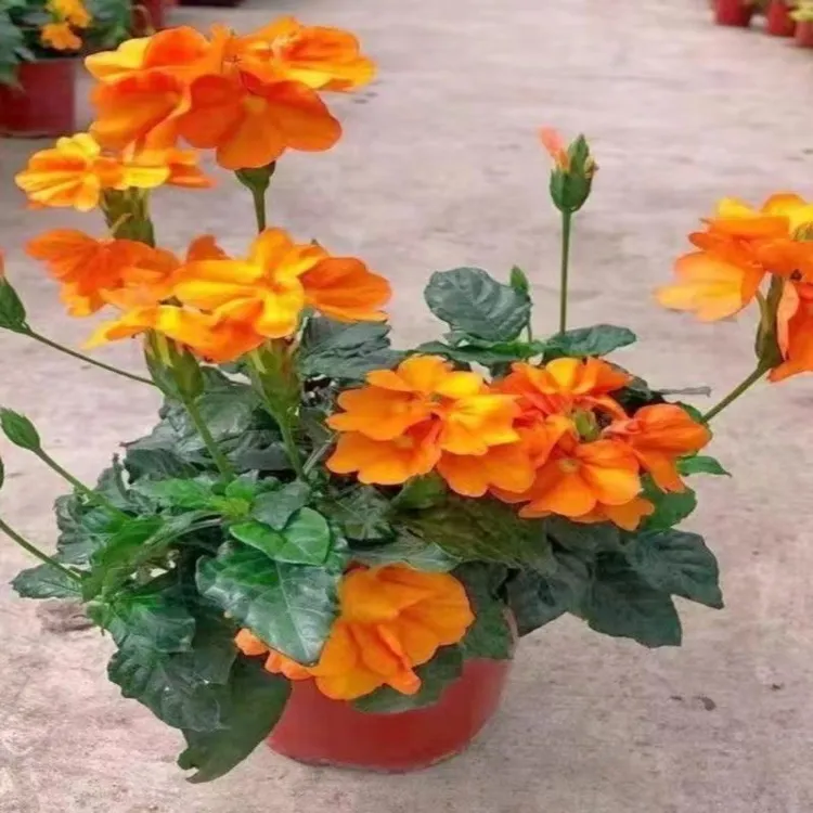 鸟尾花盆栽带花苞多年生好养花卉四季开花阳台庭院室内外常绿植物