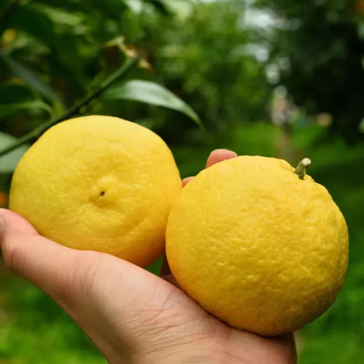 长盛康黄金贡柚 