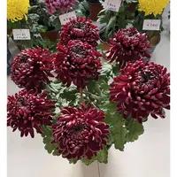 【墨菊】大花富贵菊九月菊花苗盆栽适合室内外庭院阳台种植