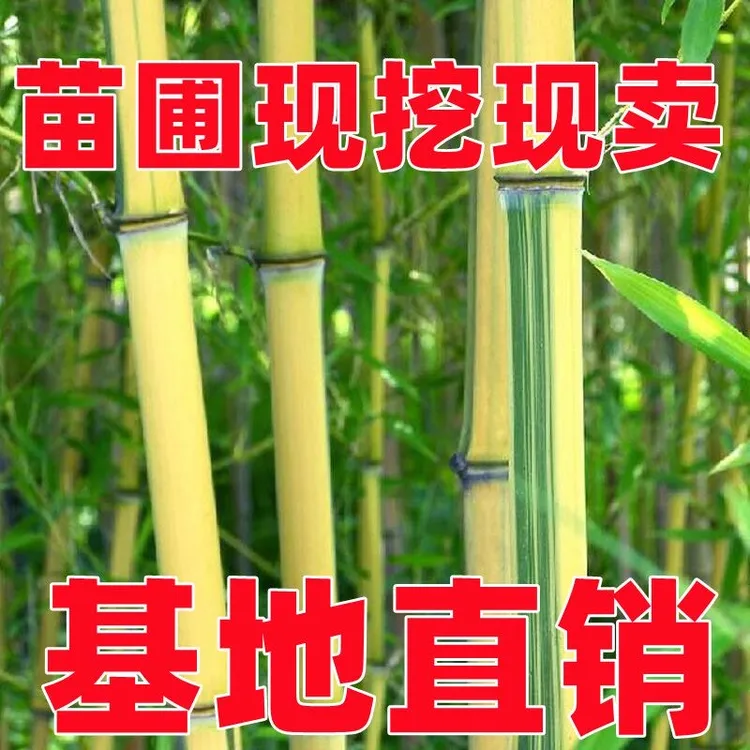 金镶玉竹庭院植物北方耐寒四季常青带土球室内盆栽户外风景景观竹