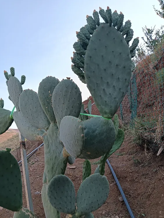 正宗宝塔黄果仙人掌种片25~30厘米，仙人掌叶片种片种植盆栽地栽