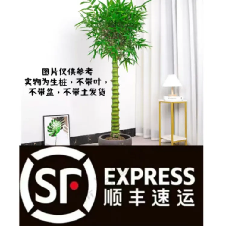 佛肚竹老桩盆景苗大型观赏绿植适合办公室庭院四季景观