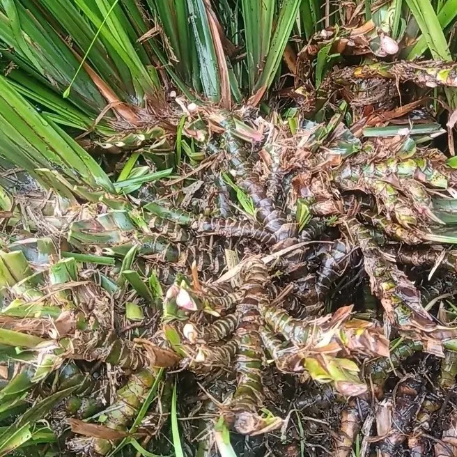 深山野生石菖蒲中药材整条正宗九节菖蒲石菖卜山菖蒲自然