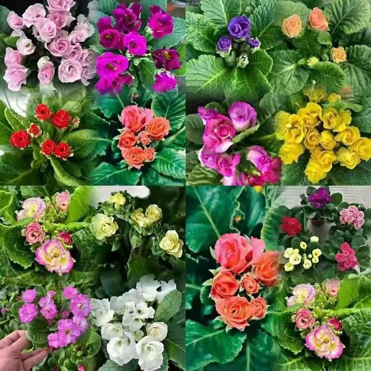 [报春花] 11cm盆 带花苞多年生四季开花卉盆栽耐寒阳台庭院好养