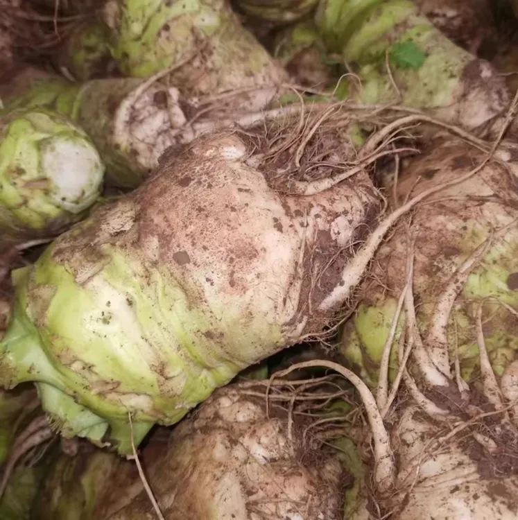 四川老品种大头菜现拔现发新鲜大头菜辣芥菜生辣菜头疙瘩菜头咸菜