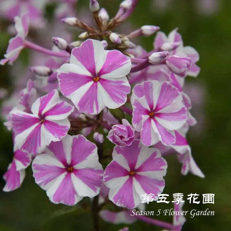 第五季花圃 斑茎福禄考‘娜塔莎’ 多年生耐寒耐热春夏开花植物盆栽