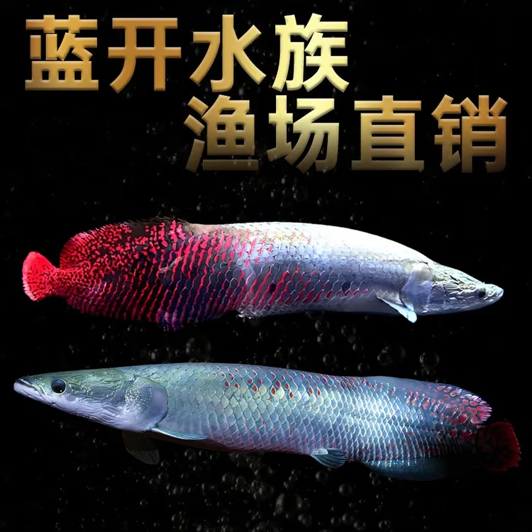 人工饲养大型红尾巨骨鱼热带观赏鱼