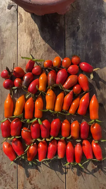 老鸦柿果子种籽，梦之雫，独孤天下，史葫芦各5个，其他品种果20个