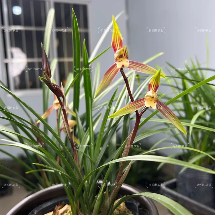 精品寒兰-红美人 名贵国兰特浓香兰花 细叶春寒兰