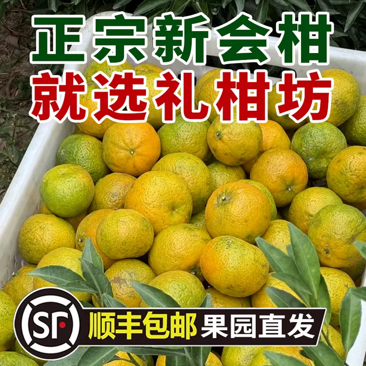 正宗新会柑茶枝柑陈皮柑新会陈皮鲜果一线产区茶坑自家果园直发
