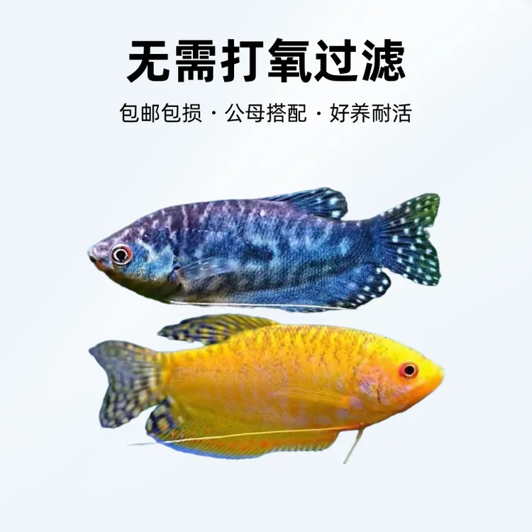 《黄蓝搭配曼龙》(10条)鱼观赏鱼好养耐活无需打氧过滤