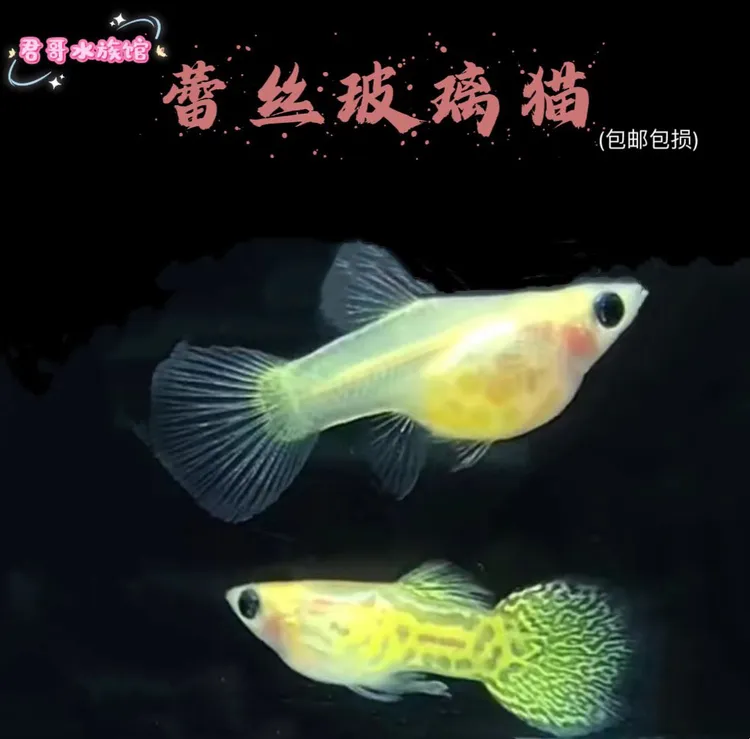 孔雀鱼（黄金玻璃猫）公母发货可繁殖入刚不备损