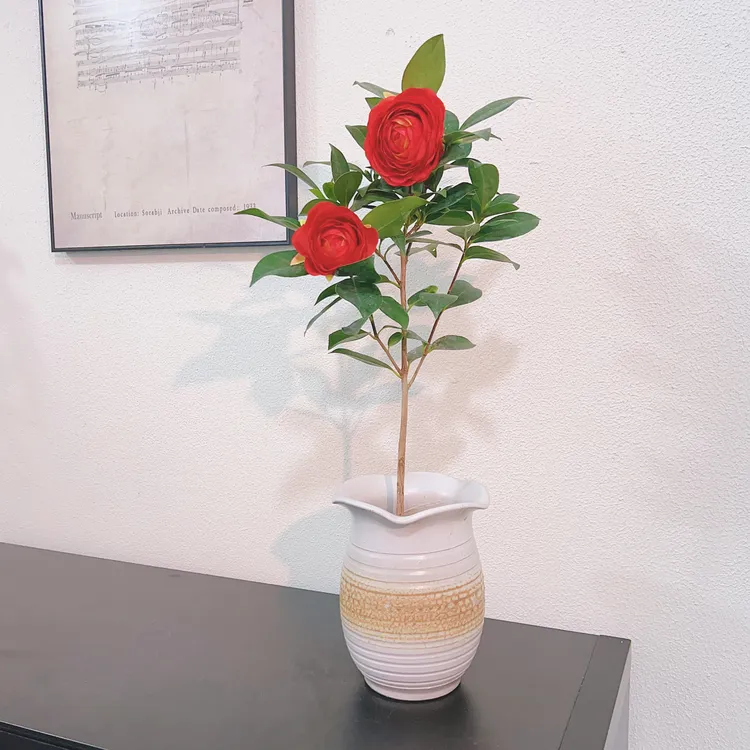 四季茶花红色山茶花品种四季开花室外阳台飘窗台好养盆栽好发货源