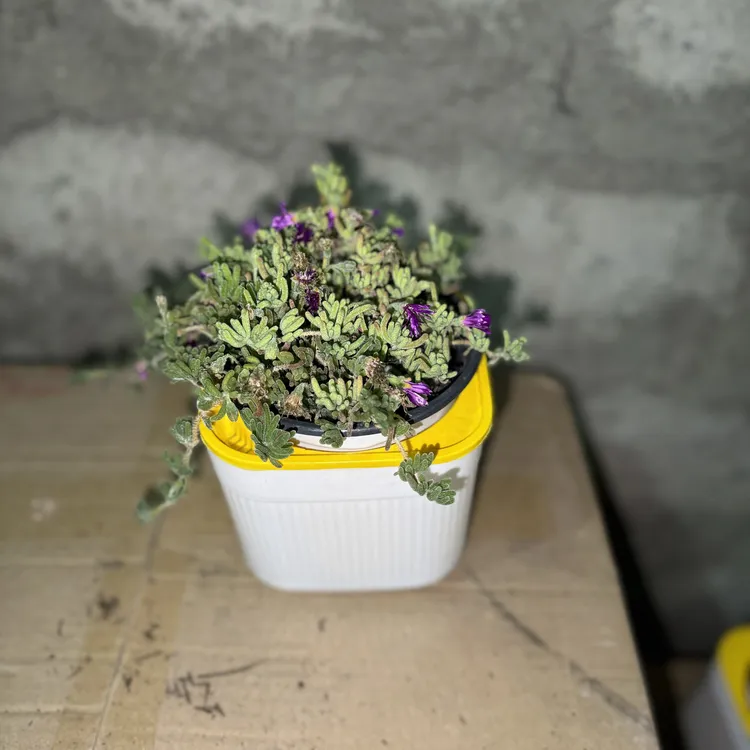 西藏包邮绿植多肉-枝干番杏