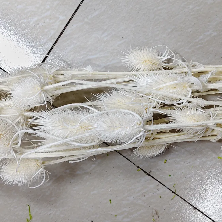 真花发财果永生花材料大刺芹拉毛果家居装饰婚礼布置diy手工