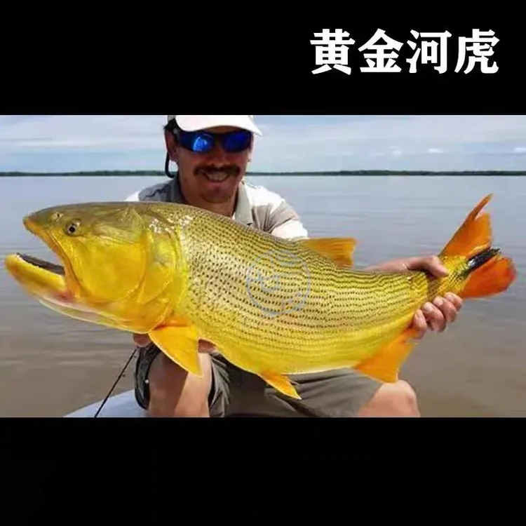 阿根廷黄金河虎大尺寸巴西河虎加拉辛大型猛鱼热带鱼活体