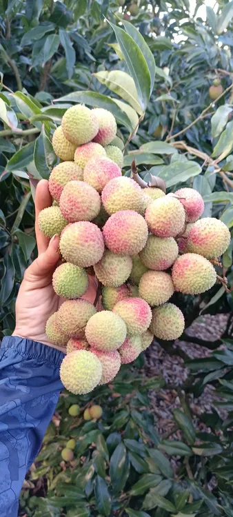 自家百亩大型果园每天现摘现发！广东省内包邮包质量