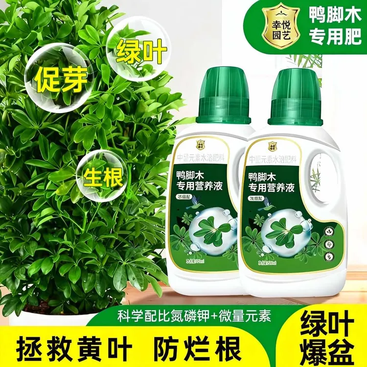 鸭脚木营养液花肥鸭掌木专用肥绿叶盆栽鹅掌木鸭脚木肥料液体肥