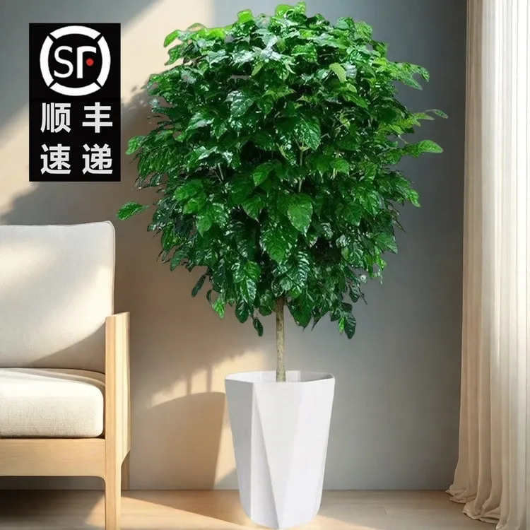 【顺丰包邮】1.1-1.3米棒棒糖幸福树大型室内好养耐活净化空气绿植