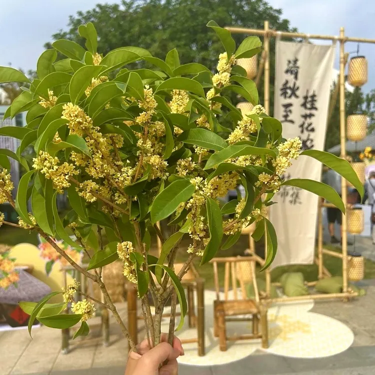 鲜切桂花（潢川金桂）香味浓郁醇厚浓能远溢