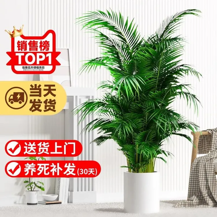 散尾葵植物盆栽客厅大型绿植室内落地办公室凤尾竹盆景天堂鸟花卉