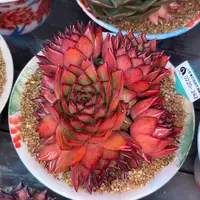 多肉一物一拍0220-242