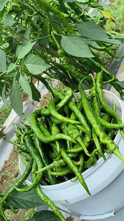 （农村土辣椒）露夭种植精品螺丝椒现摘现香辣型辣椒