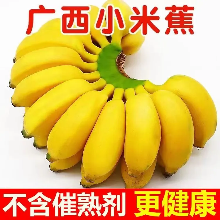 广西正宗苹果蕉新鲜当季软糯香甜产地直发皇帝蕉应季小米蕉