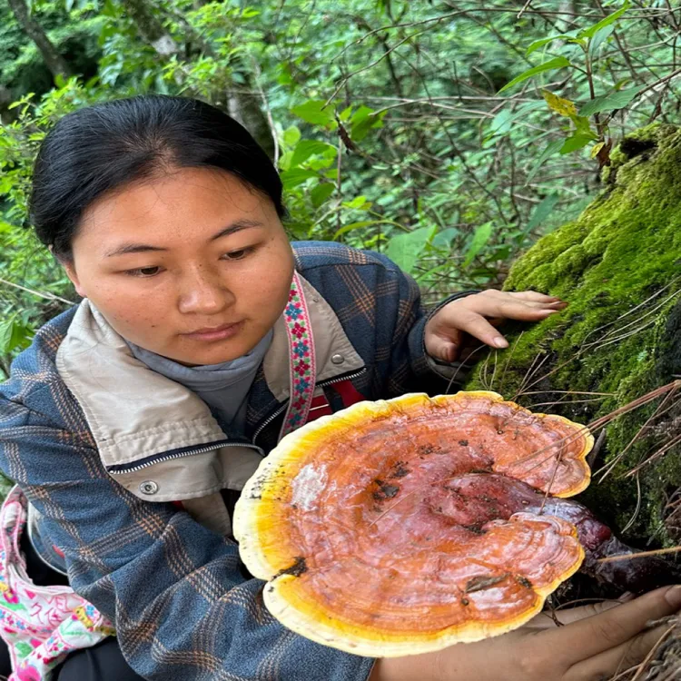大凉山野生赤灵芝菌菇滋补养生药材