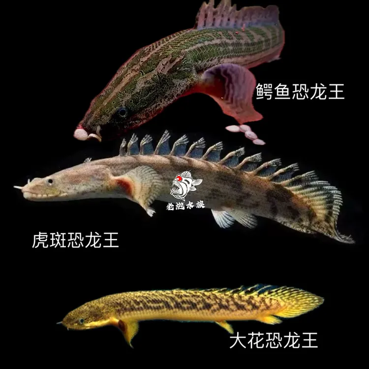 鳄鱼恐龙王虎斑恐龙王大花恐龙草绳恐龙鱼草神龙活体热带鱼