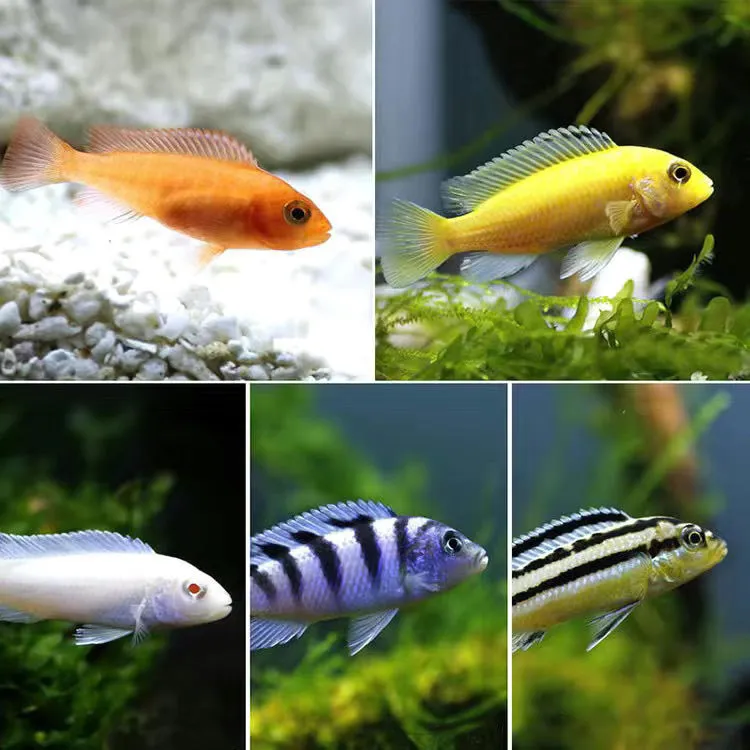 热带淡水三湖慈鲷鱼马鲷招财鱼活体观赏鱼好养耐活非洲凤凰雪鲷