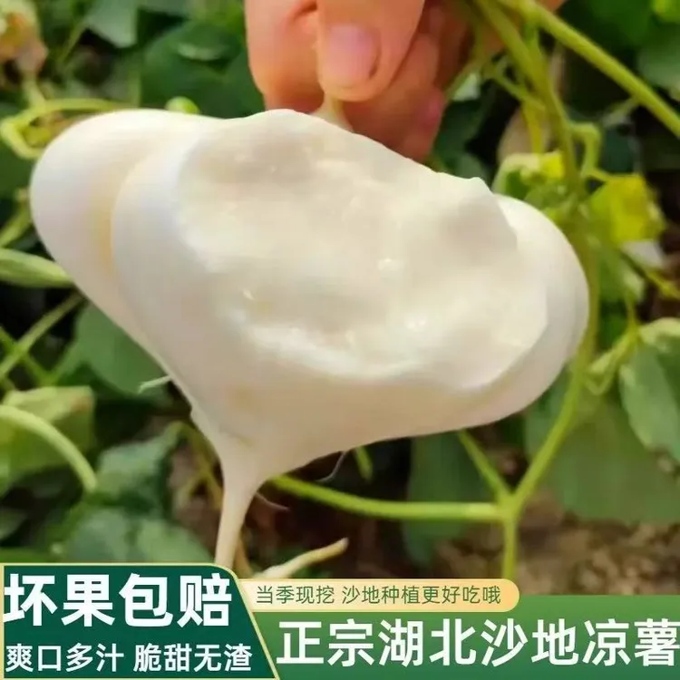 湖北农家沙土地现挖凉薯罗卜白地瓜番薯沙葛地梨新鲜脆甜