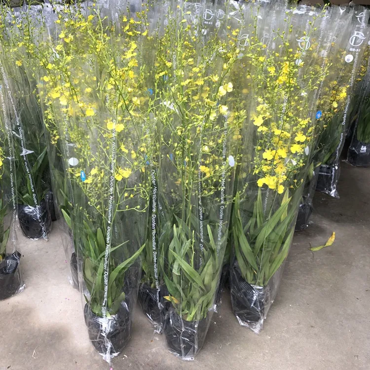 跳舞兰盆栽带花苞浓香型梦香兰文心兰室内桌面好养绿植开花香好养