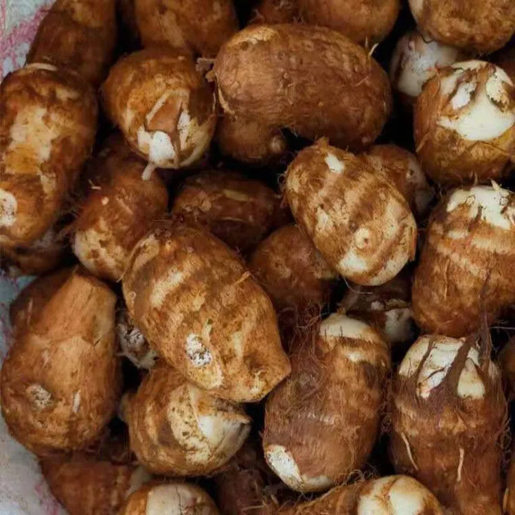 贵州新鲜牛奶小芋头芋艿香芋粉糯