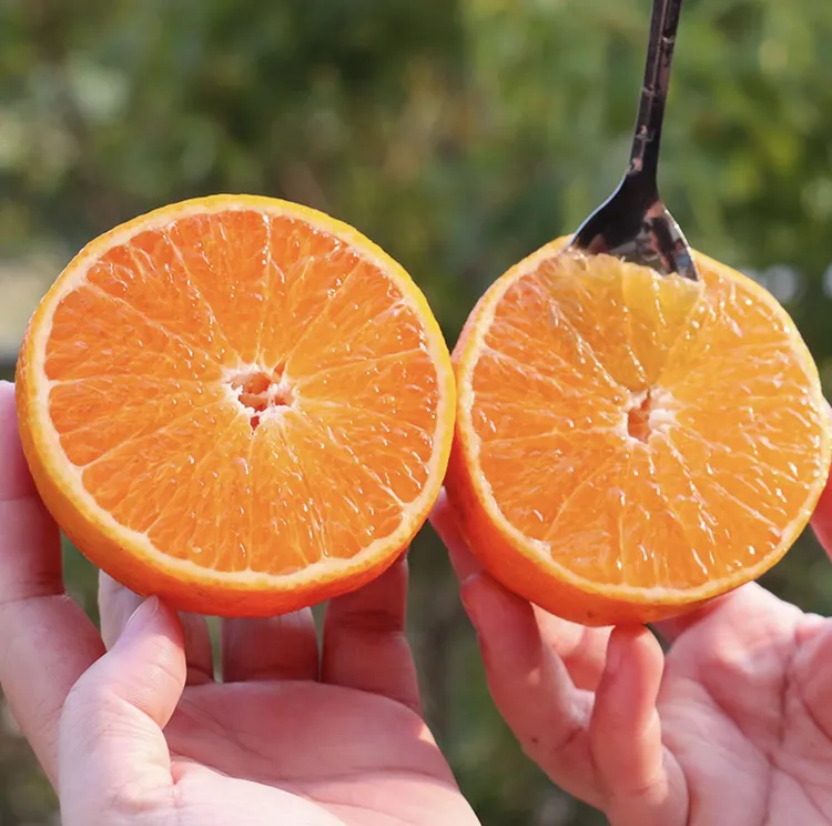 【星智农业】四川眉山爱媛38号果冻橙新鲜采摘应季水果核心产区发货