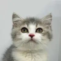 来了姊妹-蓝金加白英短猫-妹妹-84